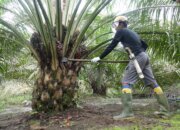 Hilirisasi Sawit dan Bauksit Tingkatkan Penyerapan Tenaga Kerja Indonesia