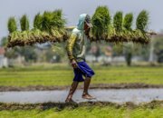 Perkuat Ketahanan Pangan, Pemerintah Satukan Hulu–Hilir Menuju Swasembada Pangan 2026