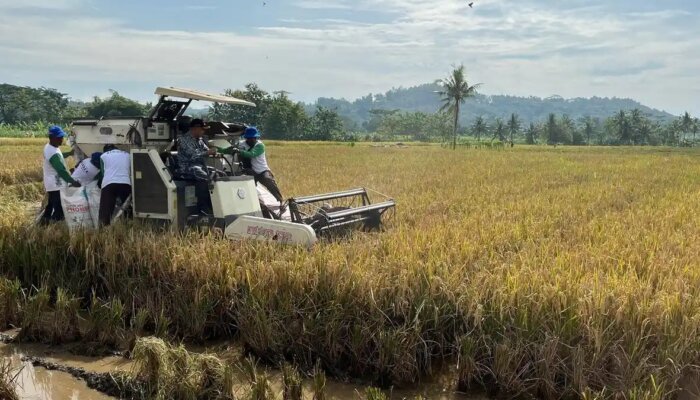 Pemerintah Perkuat Ekosistem Pertanian untuk Jaga Kedaulatan Pangan Nasional
