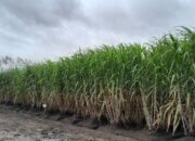 Papua Jadi Fokus Penguatan Energi Nasional, Bioetanol dan Migas Digenjot