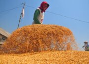 Presiden Prabowo Jamin Koperasi Desa Serap Hasil Panen, Putus Ketergantungan Tengkulak