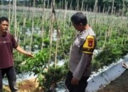 Apresiasi dan Dukungan Menguat, Swasembada Pangan Multi Komoditas Masuki Babak Baru