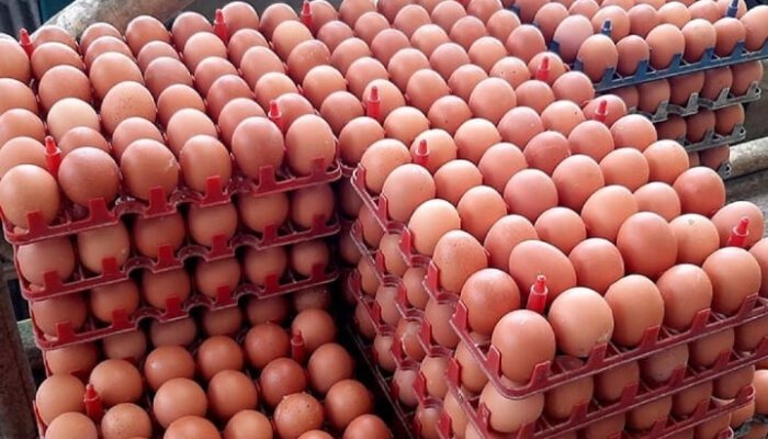 Pemerintah Perkuat Swasembada Protein melalui Hilirisasi Ayam Terintegrasi