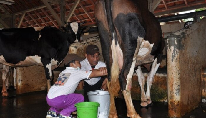 Hilirisasi Ayam Terintegrasi sebagai Jalan Swasembada Protein Nasional