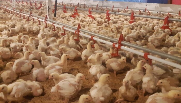 Swasembada Protein Dimulai, Pemerintah Garap Hilirisasi Ayam Terintegrasi