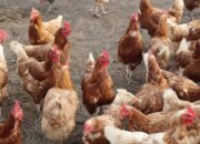 MBG Tak Hanya Tingkatkan Gizi, Tapi Dorong Pertumbuhan Industri Unggas