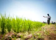 Pemerintah Perkuat Perlindungan Sawah dan Reforma Agraria untuk Jaga Swasembada Pangan
