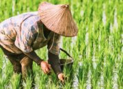 Swasembada Pangan Menguat, Fondasi Keberlanjutan dan Kesejahteraan Petani Turut Diperkuat