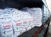 Alokasi Pupuk Subsidi Memperkuat Swasembada Pangan