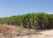 Ketahanan Energi Papua Diperkuat, Pemerintah Dorong Energi Terbarukan dan Investasi Migas