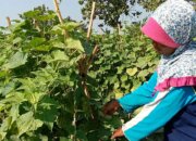 Deregulasi Besar-Besaran, Pemerintah Percepat Swasembada Pangan Multi Komoditas