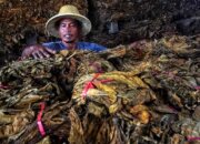 Deregulasi dan Mekanisasi Jadi Kunci Swasembada Pangan Nasional