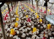 Program MBG Katalisator Positif bagi Industri Unggas