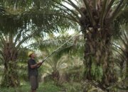 Hilirisasi Komoditas Perkebunan Rakyat Perkuat Ekonomi Nasional
