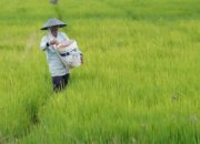 Ketahanan Pangan dan Momentum Penguatan Daya Saing Global