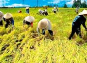 Ketika Dunia Bergejolak, Swasembada Pangan Adalah Solusi