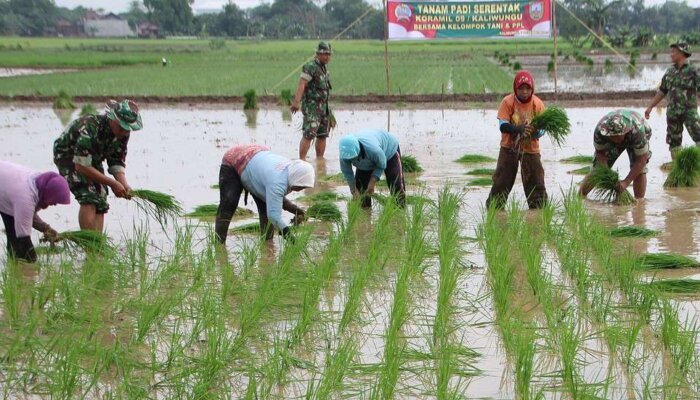 Tanam Serentak sebagai Strategi Kunci Ketahanan Pangan