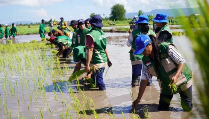 Tanam Serentak Dipercepat, Ketahanan Pangan Nasional Diperkuat