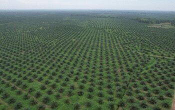 Hilirisasi Komoditas Lokal Perkuat Target Ketahanan Pangan