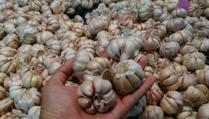 Dukungan Untuk Pembibitan Petani Indonesia Kejar Swasembada Bawang Putih