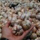 Dukungan Untuk Pembibitan Petani Indonesia Kejar Swasembada Bawang Putih