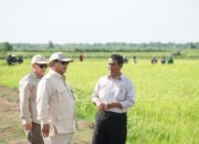 Percepat Kesejahteraan Masyarakat Papua Pemerintah Cetak 2000 hektar Sawah