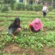 Desa Produktif Menjadi Kunci Ketahanan Pangan Nasional