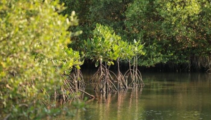 Pasar Karbon Mangrove dan Harapan Baru Lapangan Kerja Hijau