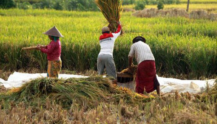 PSN Merauke Percepat Kemandirian Pangan, Tingkatkan Kemajuan Papua