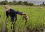 Pemerintah Alokasikan Asuransi Petani untuk Perkuat Ketahanan Pangan