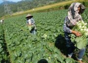 Pemerintah Perluas Dukungan Benih Padi Berkualitas untuk Dongkrak Hasil Panen