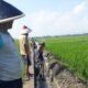 Perlindungan Lahan Pertanian Diperkuat, Pemerintah Jaga Masa Depan Petani