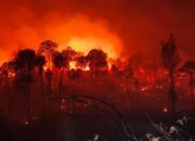 Pemerintah Larang Pembakaran Lahan karena Risiko Karhutla Meningkat Tinggi
