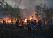 Penegakan Hukum Karhutla Tegas, Pembakar Lahan Tidak Lagi Berlindung