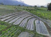 Perlindungan Lahan Pertanian Diperkuat, Kepastian Usaha Petani Makin Terjaga