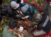 Negara Terus Menjaga Warga, Satwa, dan Lingkungan dari Dampak Karhutla