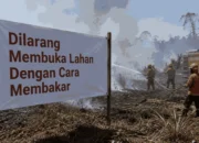 Pemerintah Perkuat Deteksi Dini dan Penegakan Hukum untuk Cegah Karhutla di Papua