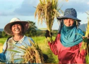 Asuransi Petani, Langkah Pemerintah Menjaga Produksi dan Ketahanan Pangan