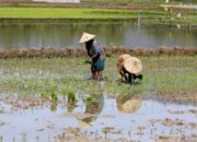 Reforma Agraria Dorong Petani Gurem Naik Kelas dan Lebih Sejahtera